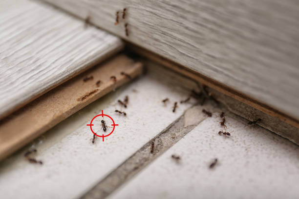 Best Exterminator Services  in Winslow, AZ